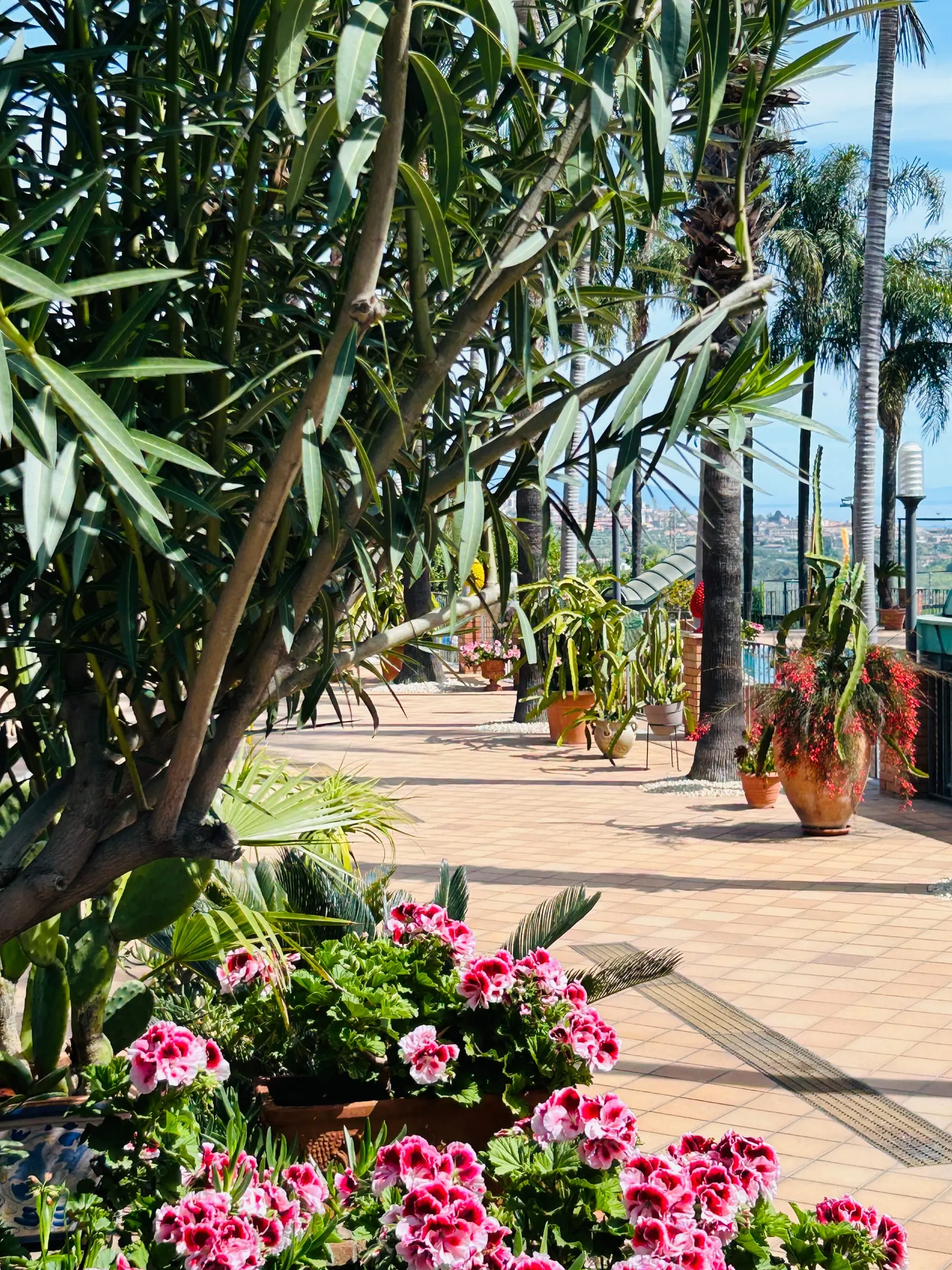 Panoramic terrace with geraniums and palm trees