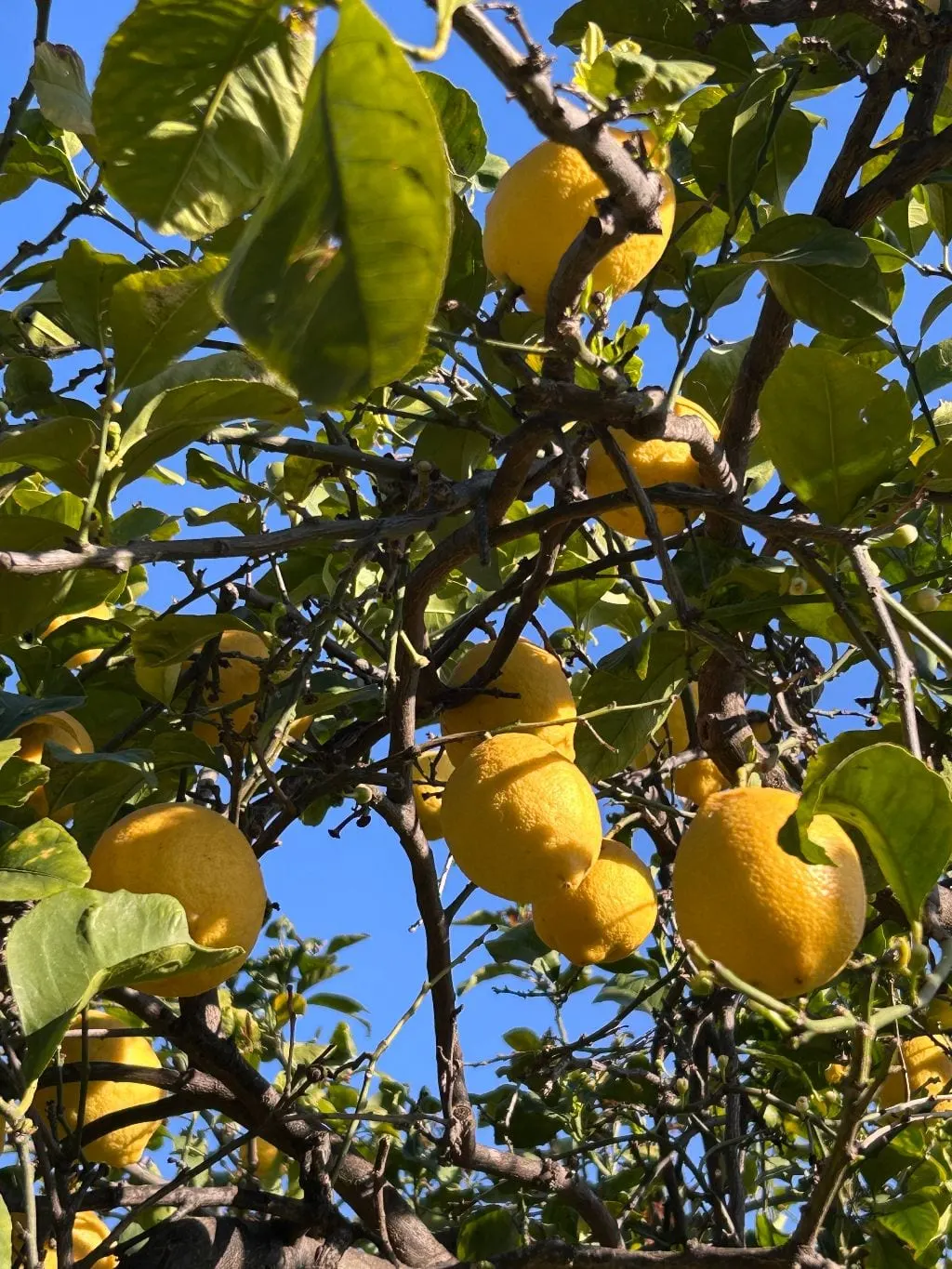 Lemons from the garden