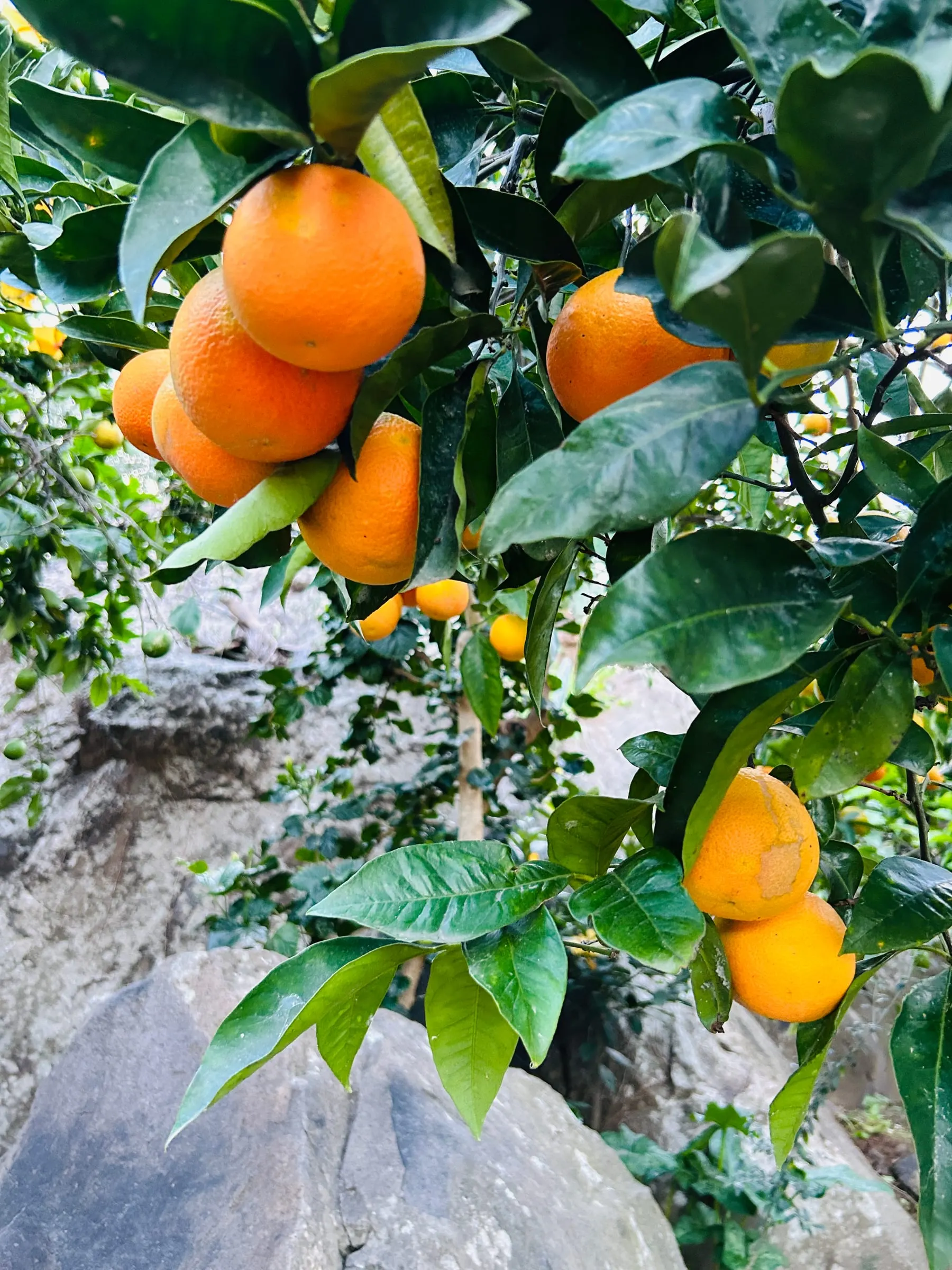 Oranges from the garden