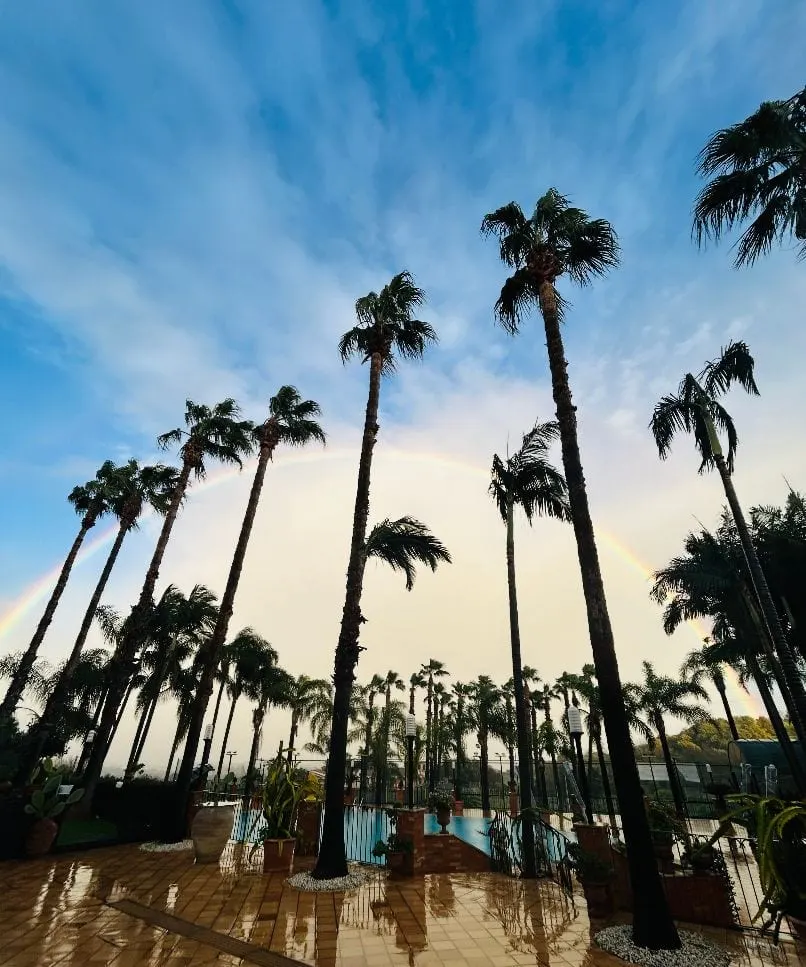 Palm trees above the pool against the sky