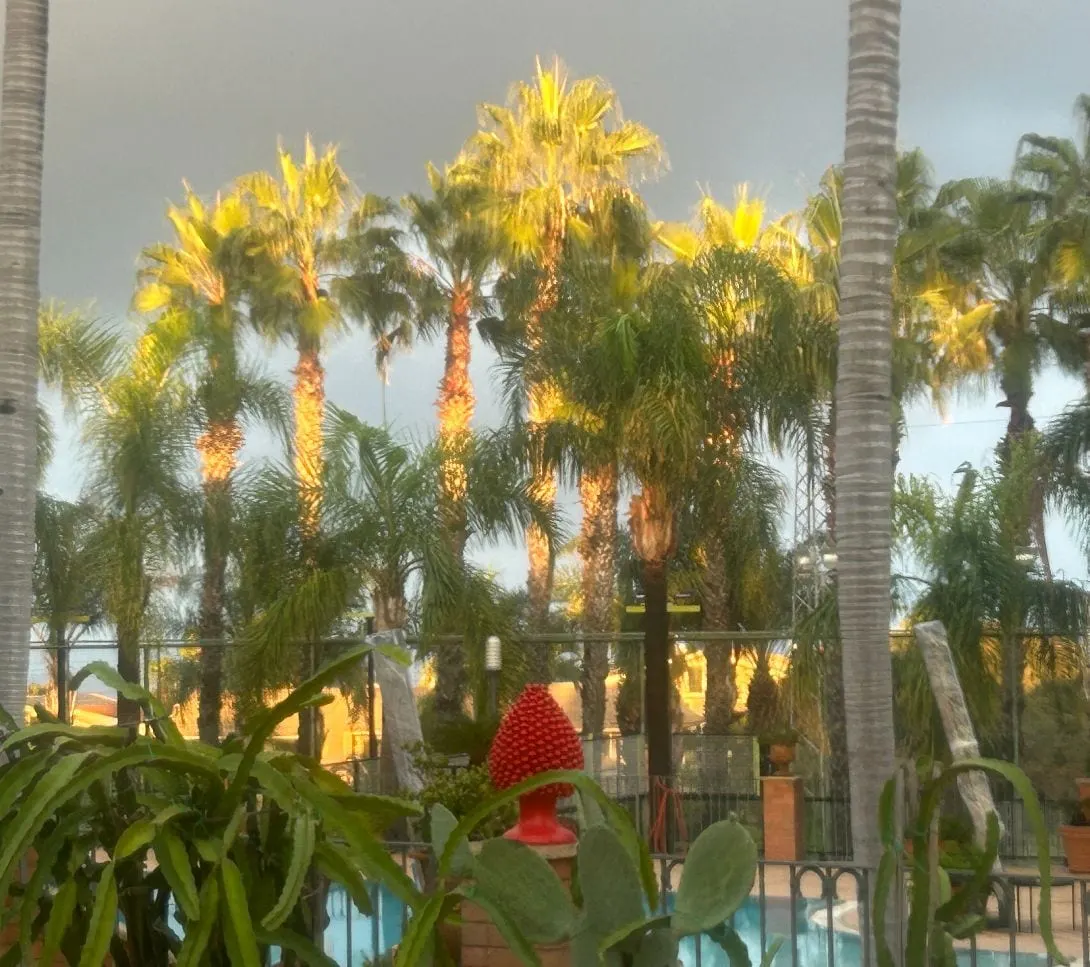 Palm trees in golden light above the pool