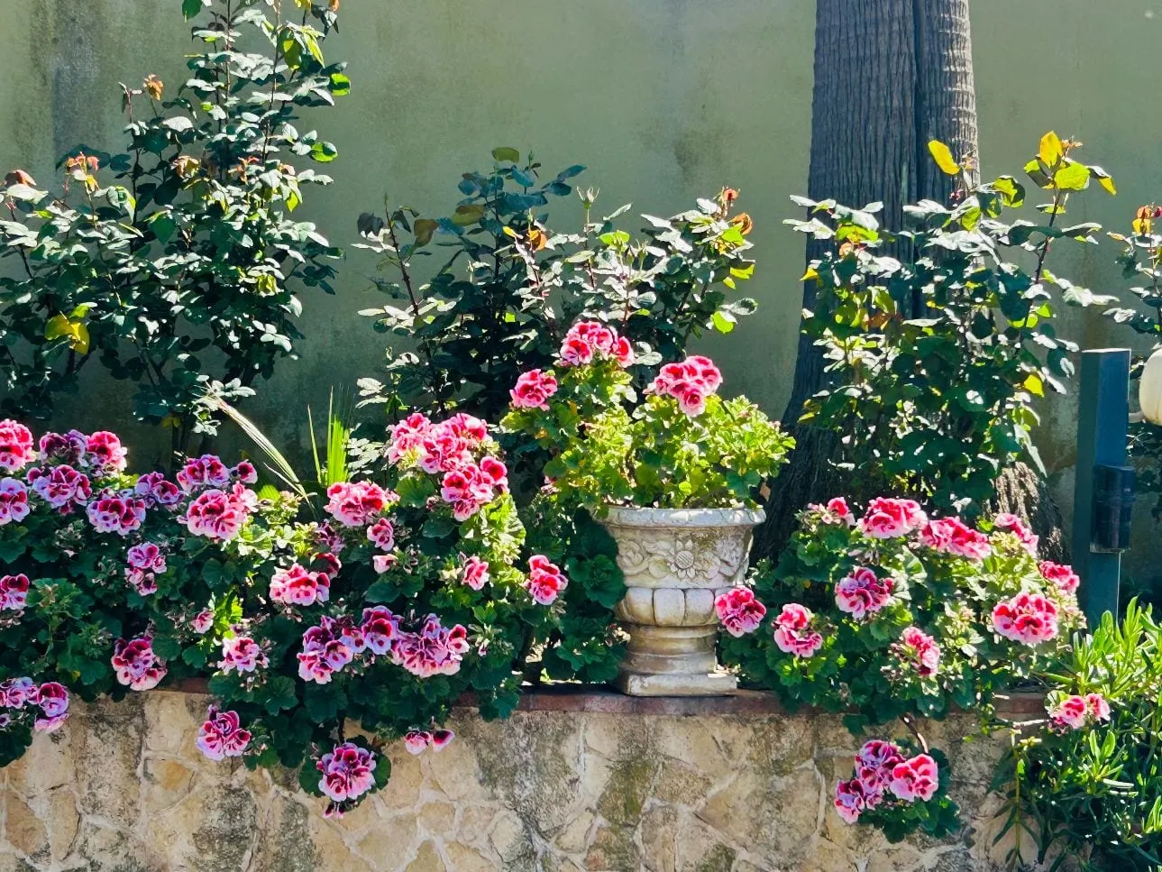 Geraniums and roses on the stone wall