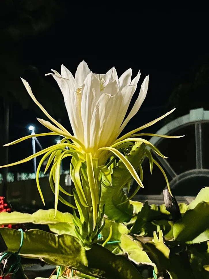 Pitaya flower blooming at night