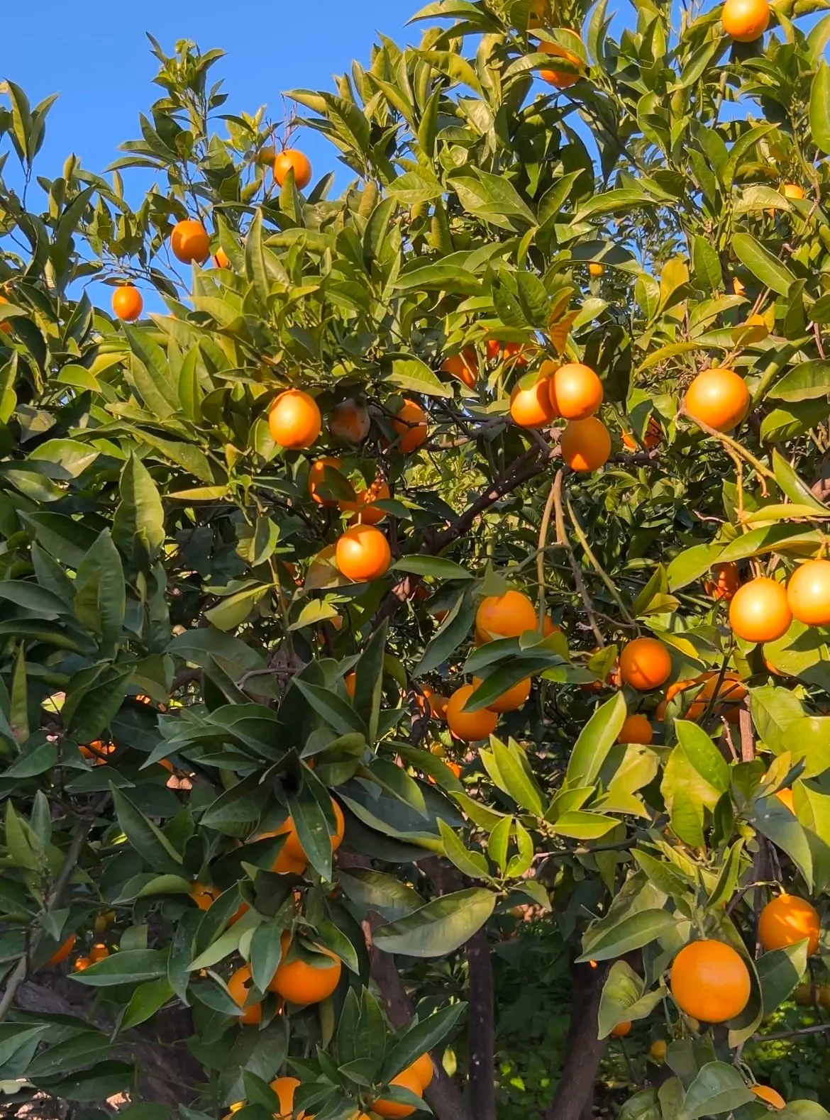 Mandarins from the garden