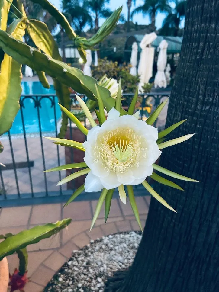 Pitaya flower with the pool in the background