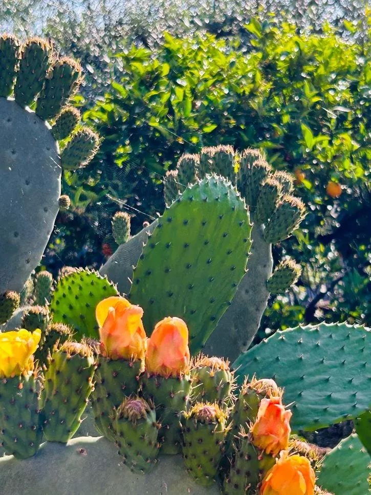 Prickly pears in bloom