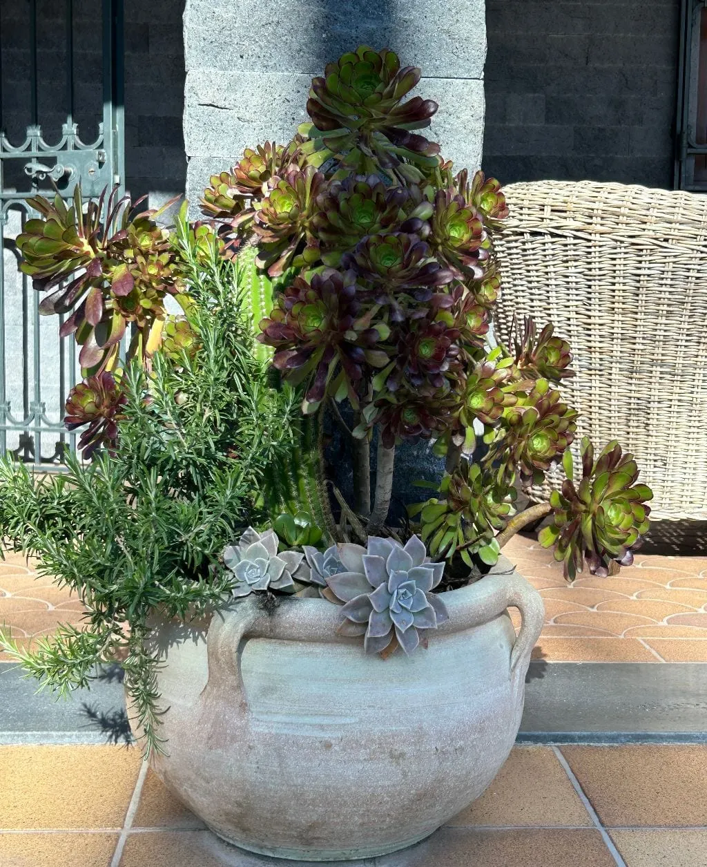 Succulents in a terracotta pot