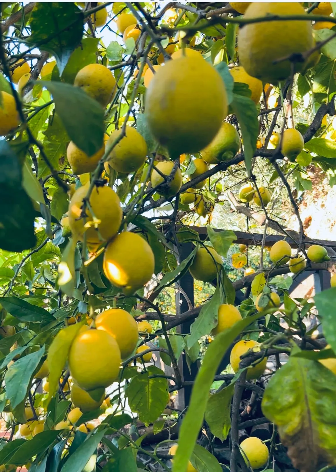 Lemons on the tree