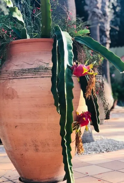 Terracotta jar with a blooming cactus