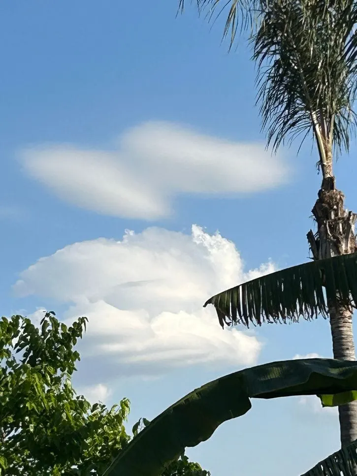 Clouds above the palm trees of the park
