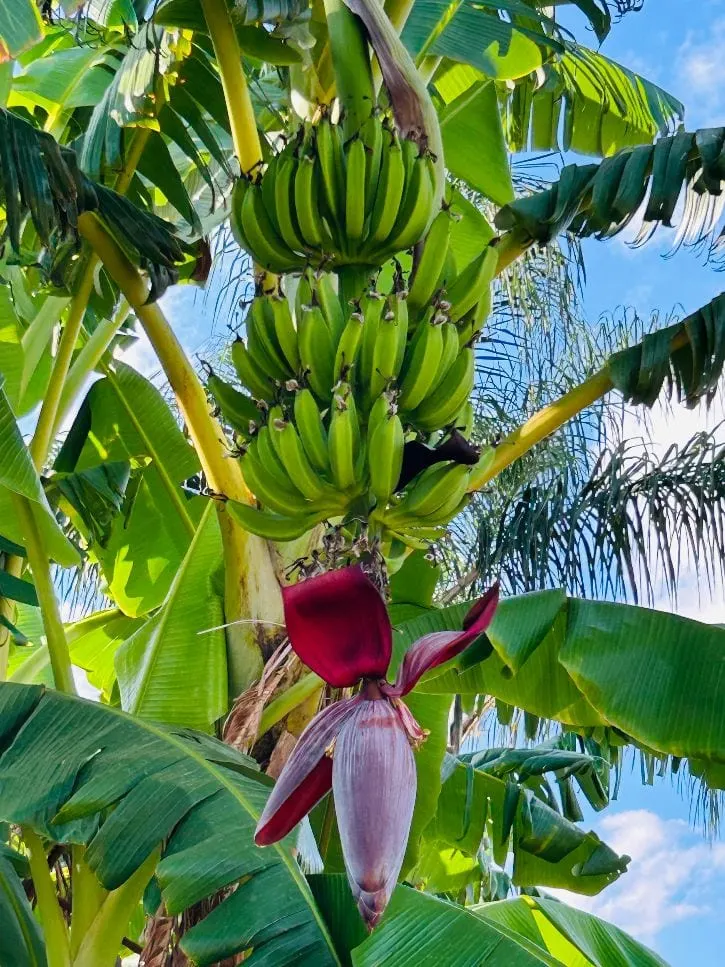 Bunch of bananas in the park