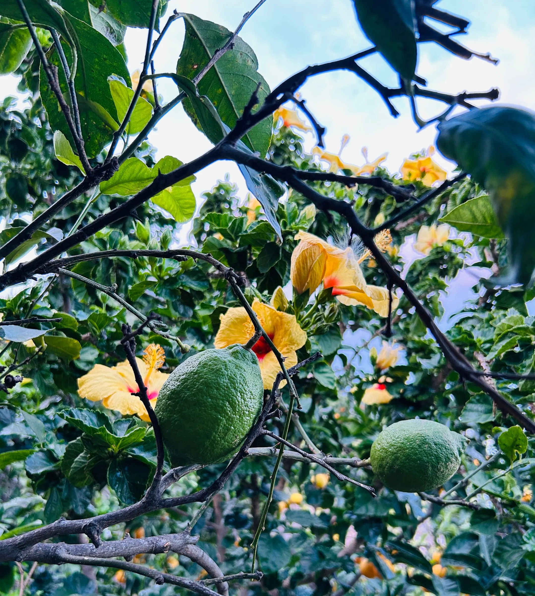 Citrons and hibiscus in the garden