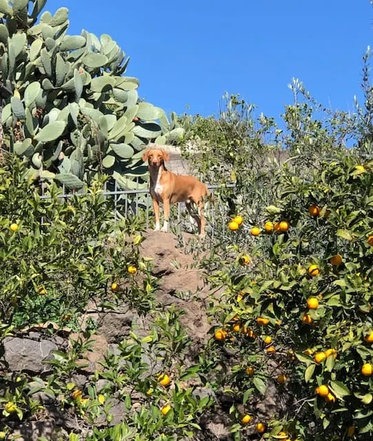 Four-legged friend among prickly pears and mandarins
