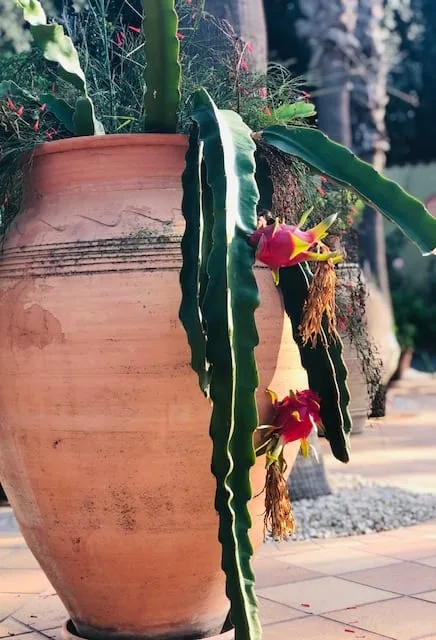 Tinaja de terracota con un cactus en flor
